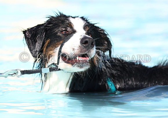 st-marys-aquatic-center-dog-swim-007