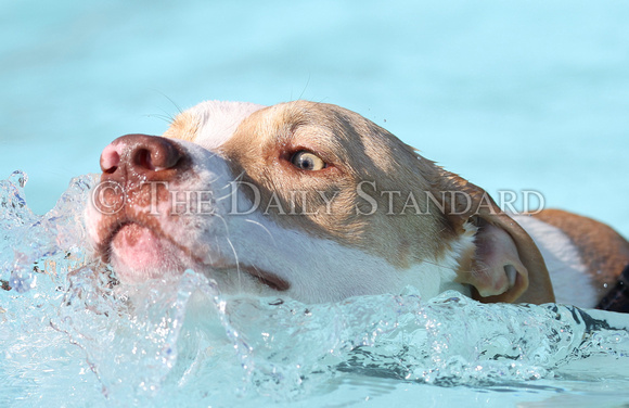 st-marys-aquatic-center-dog-swim-013